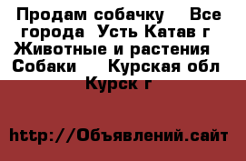 Продам собачку  - Все города, Усть-Катав г. Животные и растения » Собаки   . Курская обл.,Курск г.